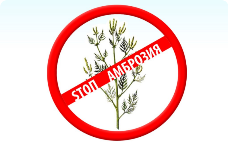 Амброзия полыннолистная. Амброзия полыннолистная.